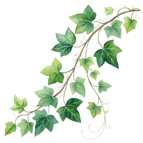 Aquarell-Efeuzweig, detaillierte botanische Illustration, grüne Blätter, rankende Ranken, Natur, Frühling, Hedera Helix Efeu, botanische Illustration